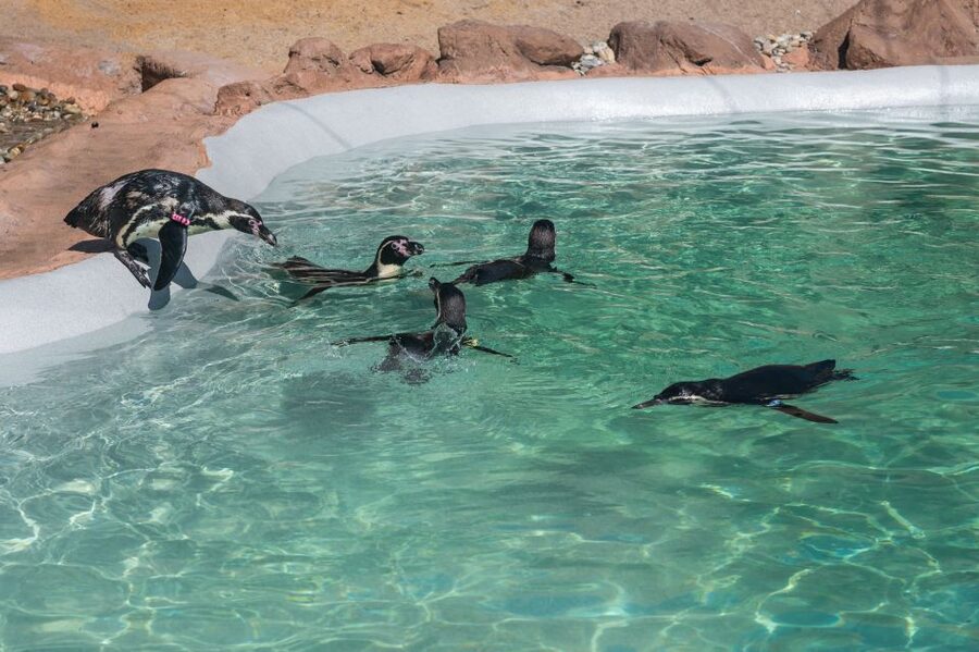 SEA LIFE Porto Full-Day Entrance Ticket - A practical lunch break beside the Atlantic
