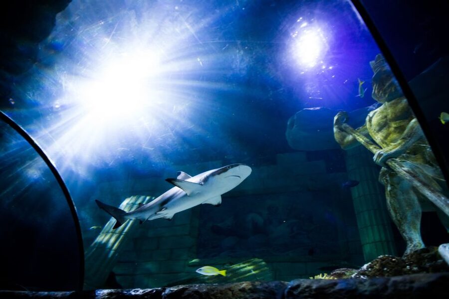 SEA LIFE Porto Full-Day Entrance Ticket - Who will enjoy SEA LIFE Porto most?