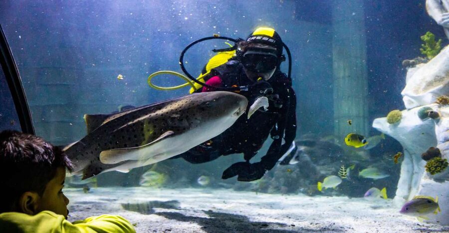 SEA LIFE Porto Full-Day Entrance Ticket - Cow-faced rays and the larger marine displays