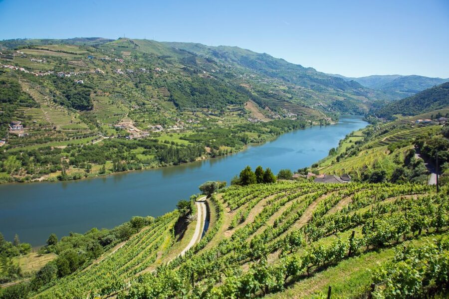 Small Group: Douro Valley Wine Tasting from Porto - A Family Farm in Vilarinho de São Romão